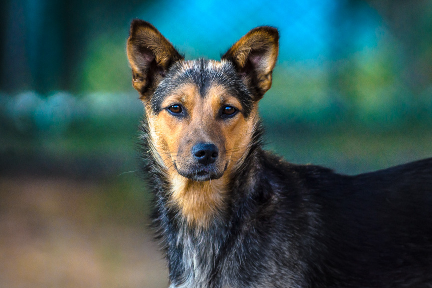 Finał Animal Hero w Rzeszowie