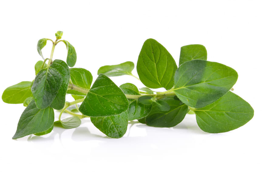 Jakie właściwości ma oregano? Jakie właściwości ma oregano?
