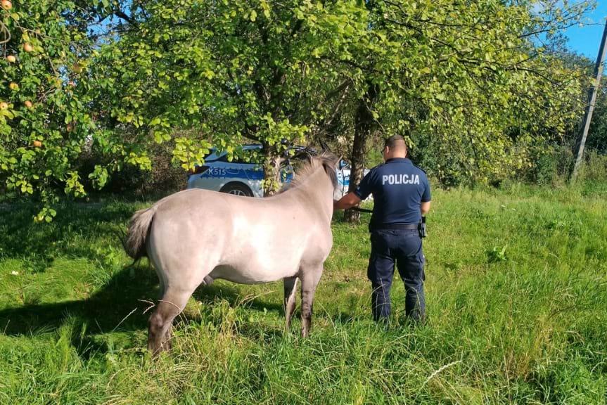 Koń bez jeźdźca na ulicach Narola. Dzięki policji wrócił do domu Koń bez jeźdźca na ulicach Narola. Dzięki policji wrócił do domu