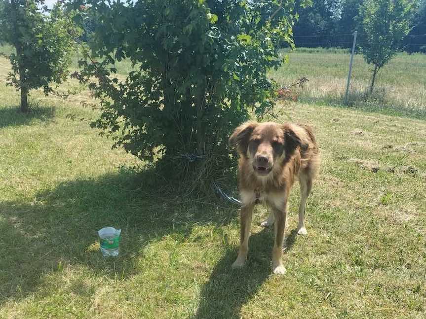 Pies przywiązany do drzewa w MOP Palikówka