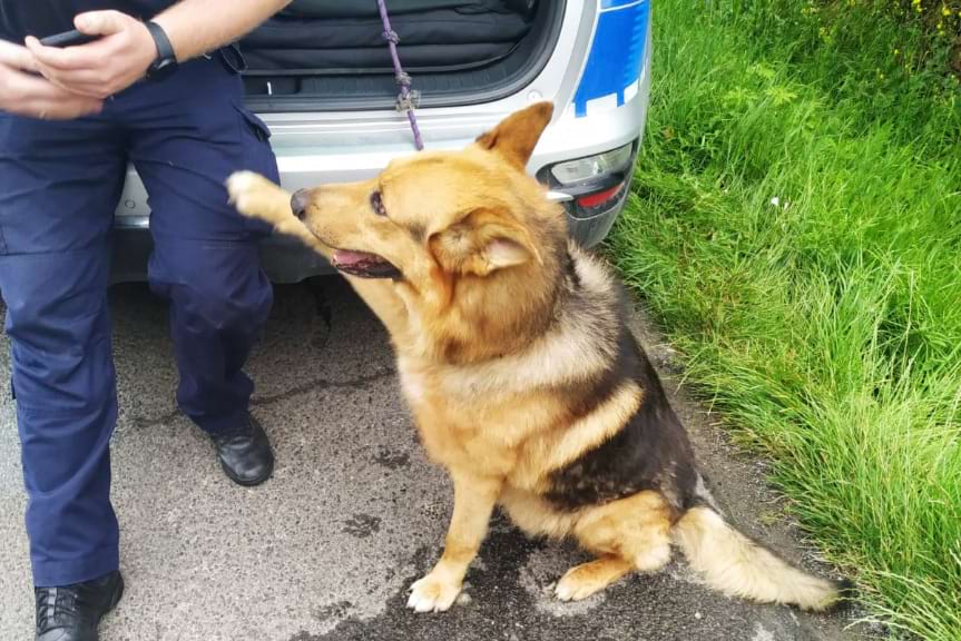 Policjanci znaleźli psa. Teraz szukają właściciela Policjanci znaleźli psa. Teraz szukają właściciela