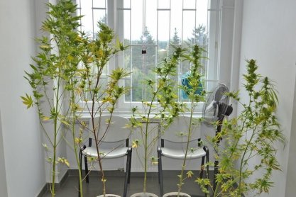 71-letni plantator z Krosna
