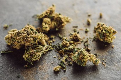 Akcja w Trzebownisku. Mężczyzna w przydomowym ogródku uprawiał marihuanę