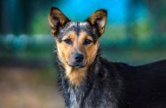 Finał Animal Hero w Rzeszowie