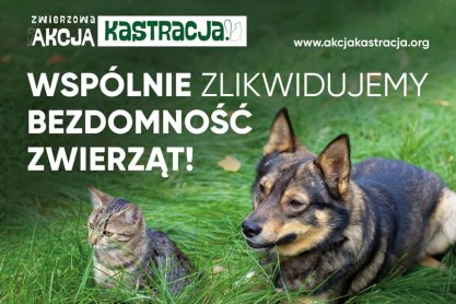 Jak rozwiązać problem bezdomności zwierząt w Polsce? Istnieje tylko jedno skuteczne rozwiązanie.