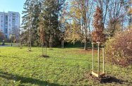 Kolejne pół tysiąca drzew zostanie posadzonych w Rzeszowie