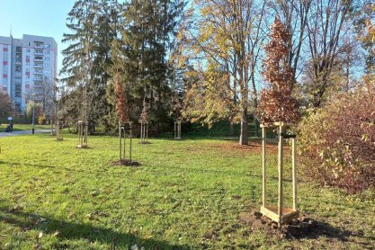 Kolejne pół tysiąca drzew zostanie posadzonych w Rzeszowie