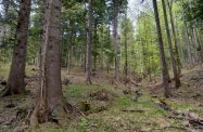 Nadleśniczy z Bieszczad: ekoterroryści powbijali gwoździe w drzewa; mogło dojść do tragedii