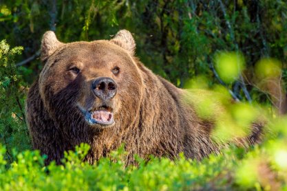 Niedźwiedź zaatakował leśniczego. Helikopter LPR zabrał go do szpitala