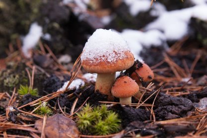 Ogromne ochłodzenie - jak będzie wyglądać tegoroczna jesień?