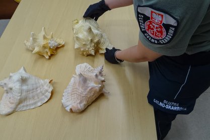 Podkarpackie: udaremniono przemyt muszli ślimaka zagrożonego wyginięciem