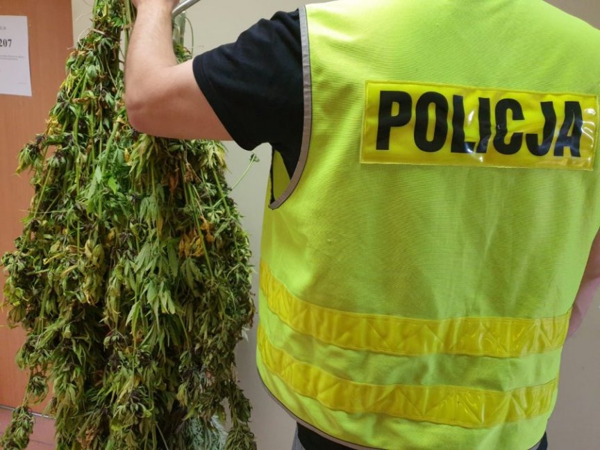 Policjanci zlikwidowali nielegalna uprawę konopi Policjanci zlikwidowali nielegalna uprawę konopi