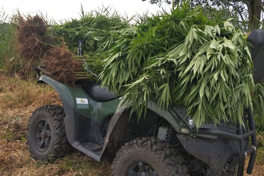Przestępcy narkotykowi złapani przy 130 krzewach konopi