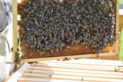 Pszczoły z pasieki MPWiK Rzeszów nie próżnują. Wyprodukowały ponad 140 kilogramów miodu