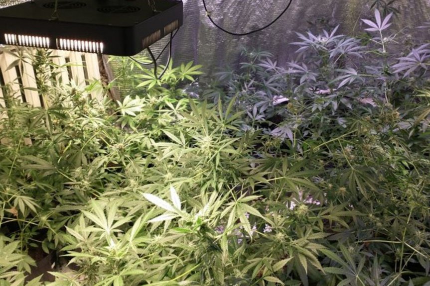 Marihuana w Stalowej Woli 275 krzewów marihuany w Stalowej Woli