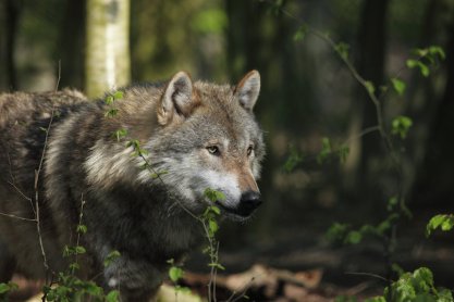 Zarzuty dla myśliwego podejrzanego o uśmiercenie wilka