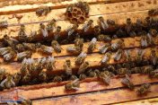 Pszczoły zamieszkały w ścisłym centrum Rzeszowa